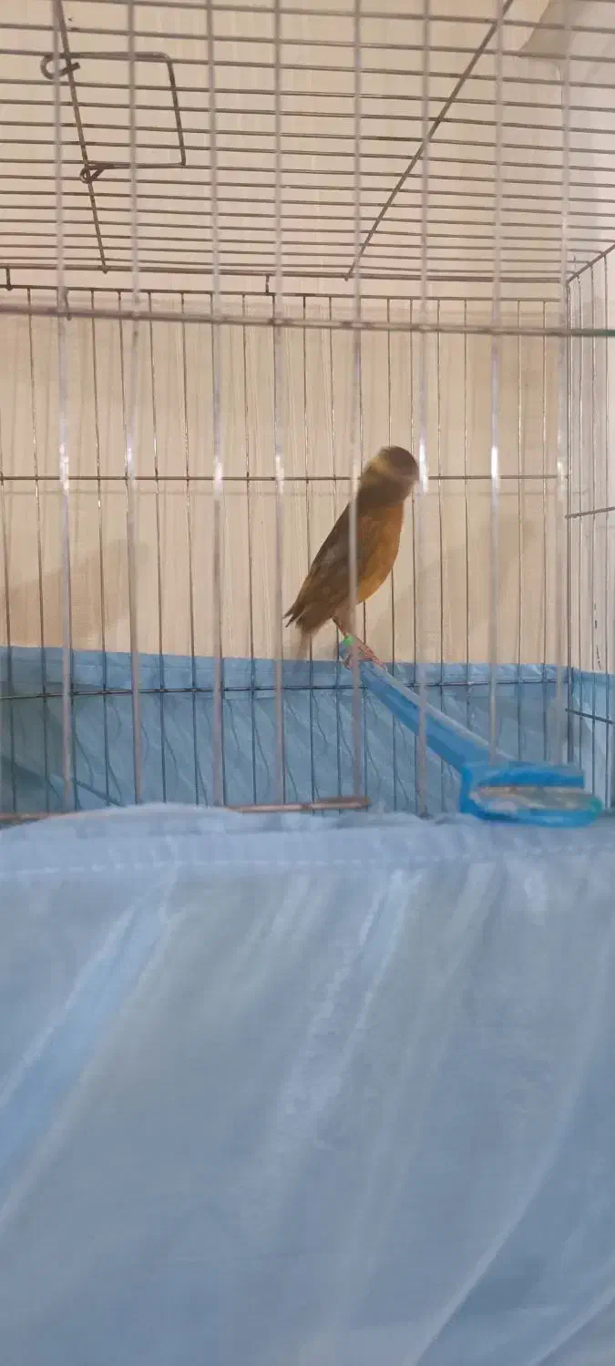 قناری|پرنده|قزوین, |دیوار