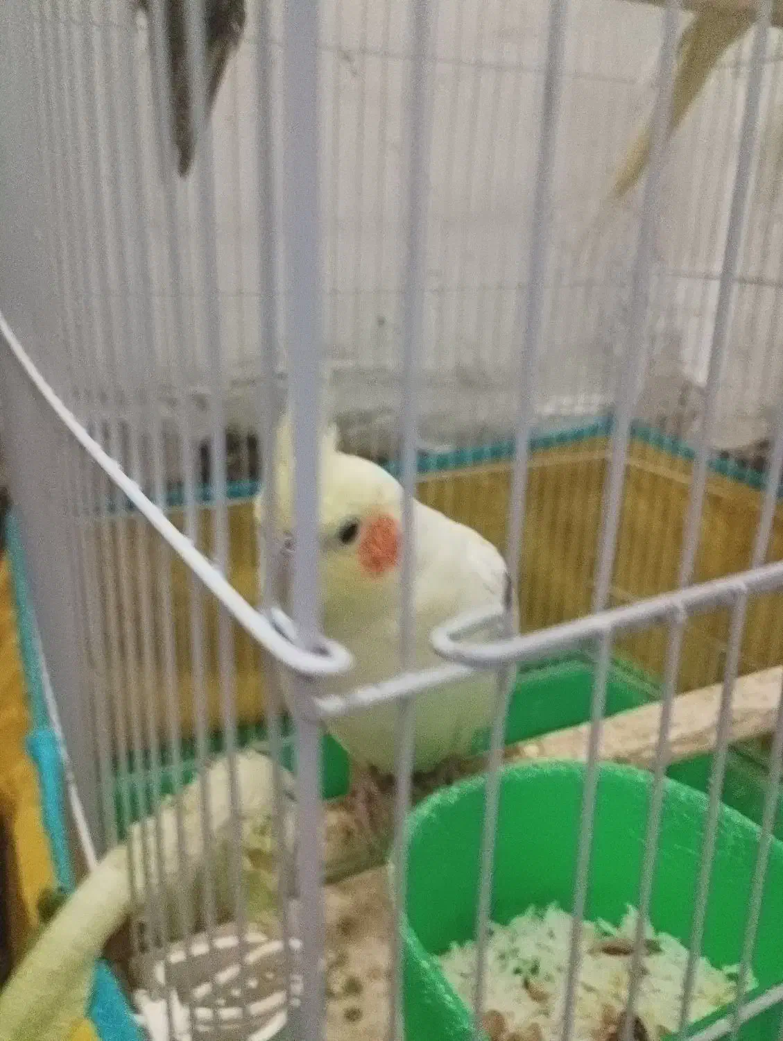 عروس هلندی|پرنده|مشهد, رده|دیوار