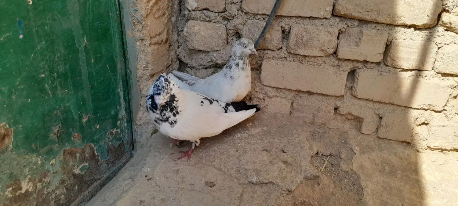کفتر|پرنده|سامن, |دیوار