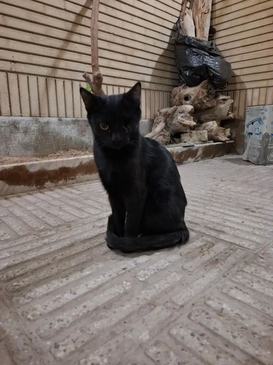 واگذاری گربه|گربه|اصفهان, ملکشهر|دیوار