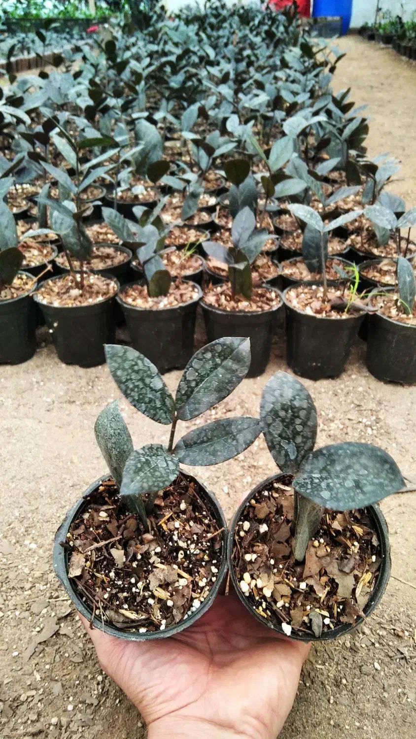 فروش زامفولیا سوپر بلک|گل و گیاه طبیعی|چالوس, |دیوار