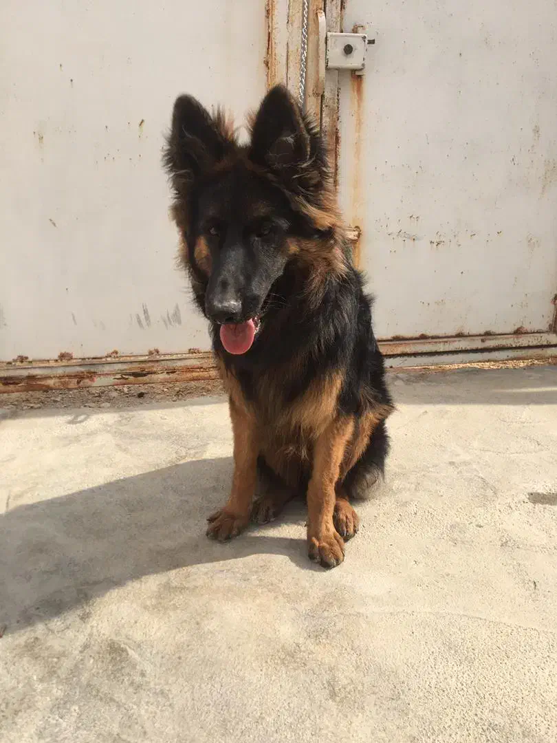 سگ ژرمن شولاین ۶ماهه گمشده هرکس پیداش کردمژدگانی|حیوانات|جم, |دیوار