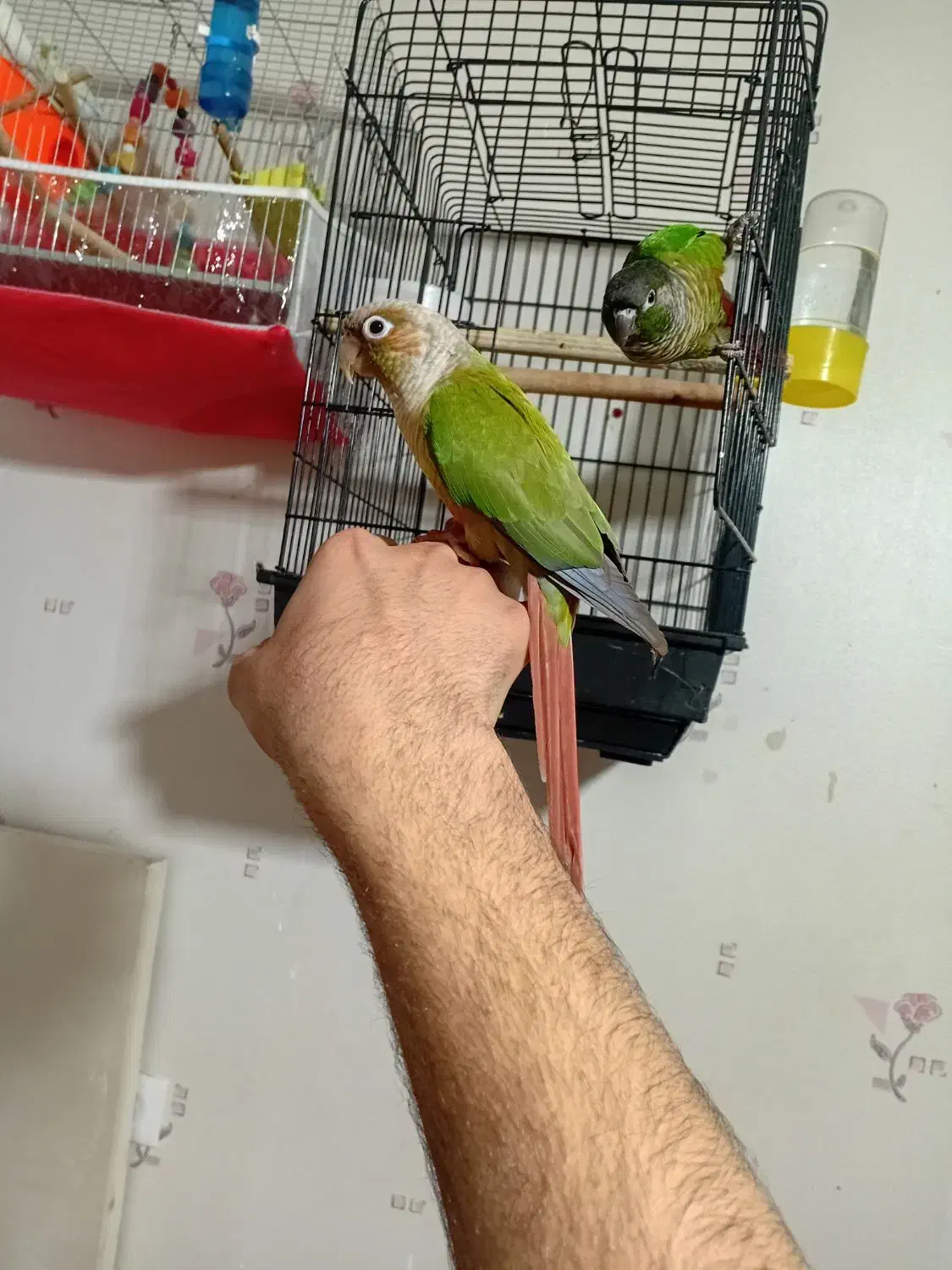 گرنچیک فول اهلی سخون گو|پرنده|خوی, |دیوار