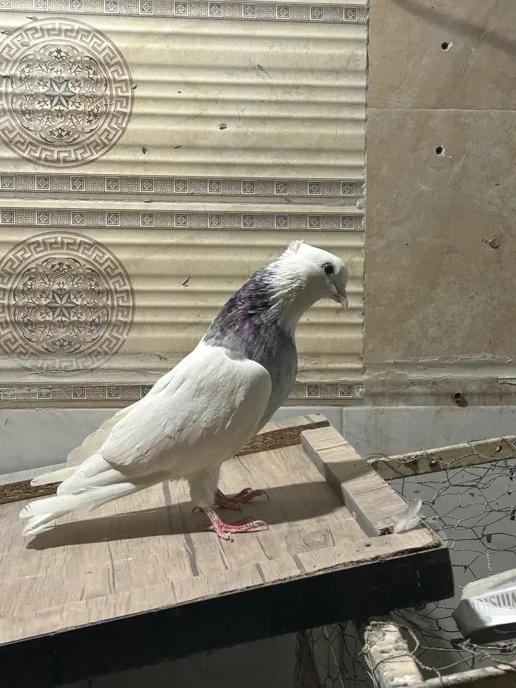 طوقی الماسی نر|پرنده|میانه, |دیوار