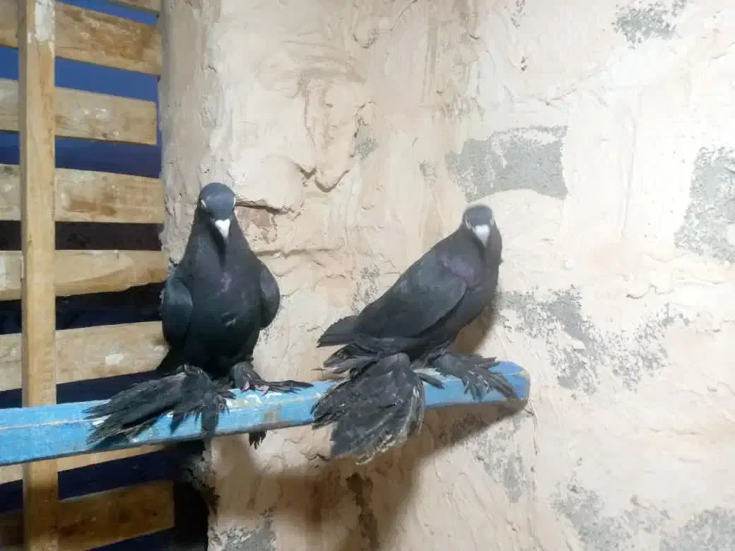 کبوتر|پرنده|میاندوآب, |دیوار