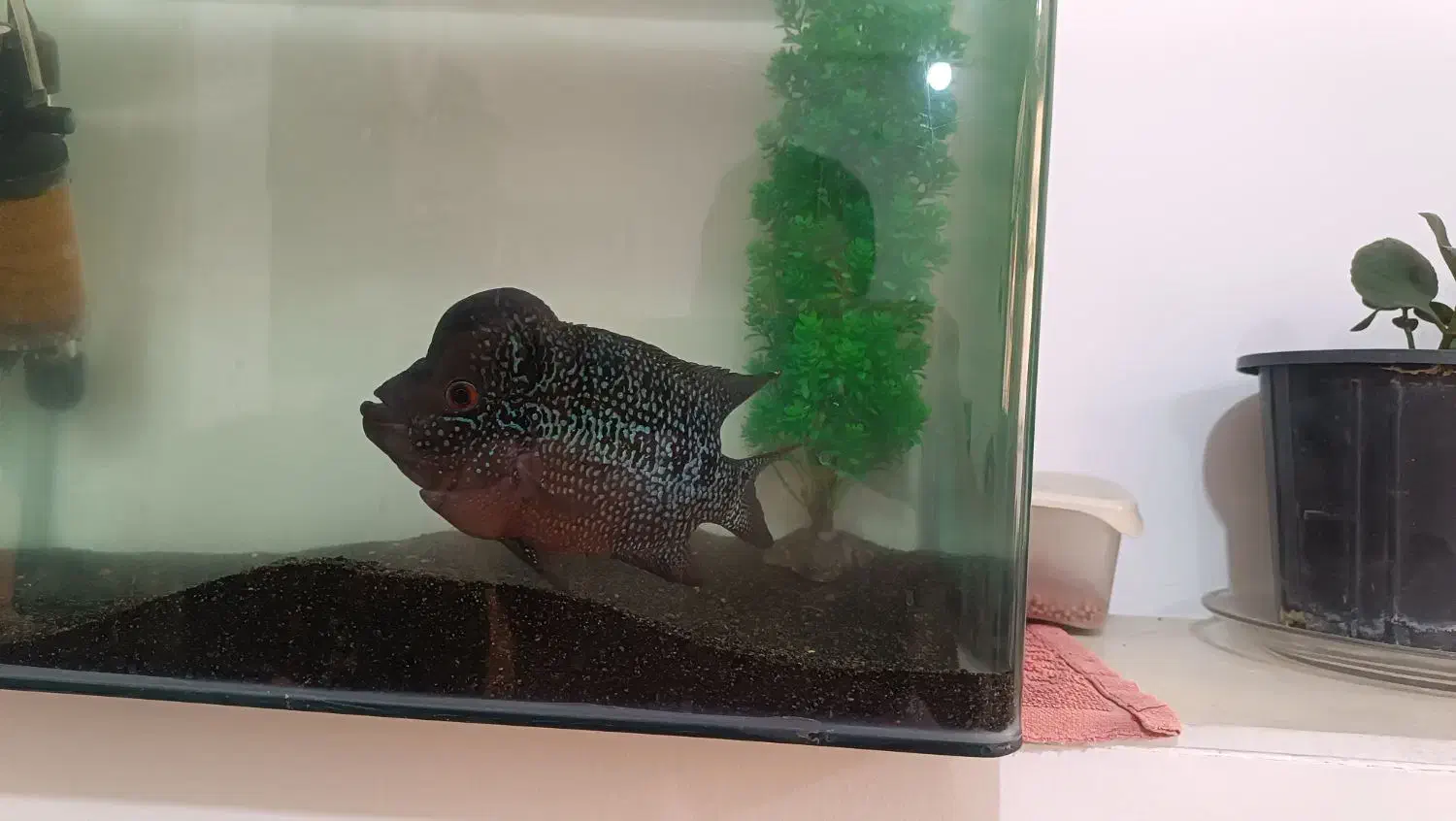 فلاور|ماهی|ارومیه, |دیوار