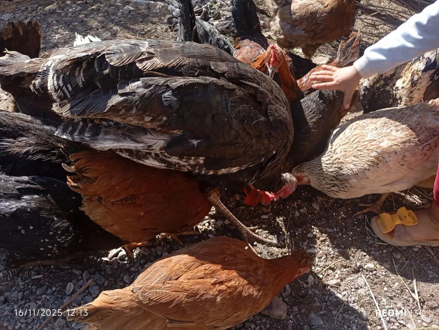 تعدادی مرغ تخمی لاری گلین گلپایگانی|حیوانات مزرعه|گنبکی, |دیوار