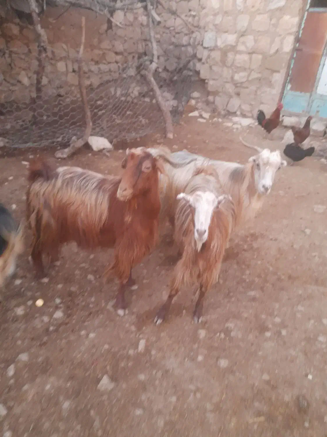 بزغاله جوان ۹عدد|حیوانات مزرعه|طرهان, |دیوار