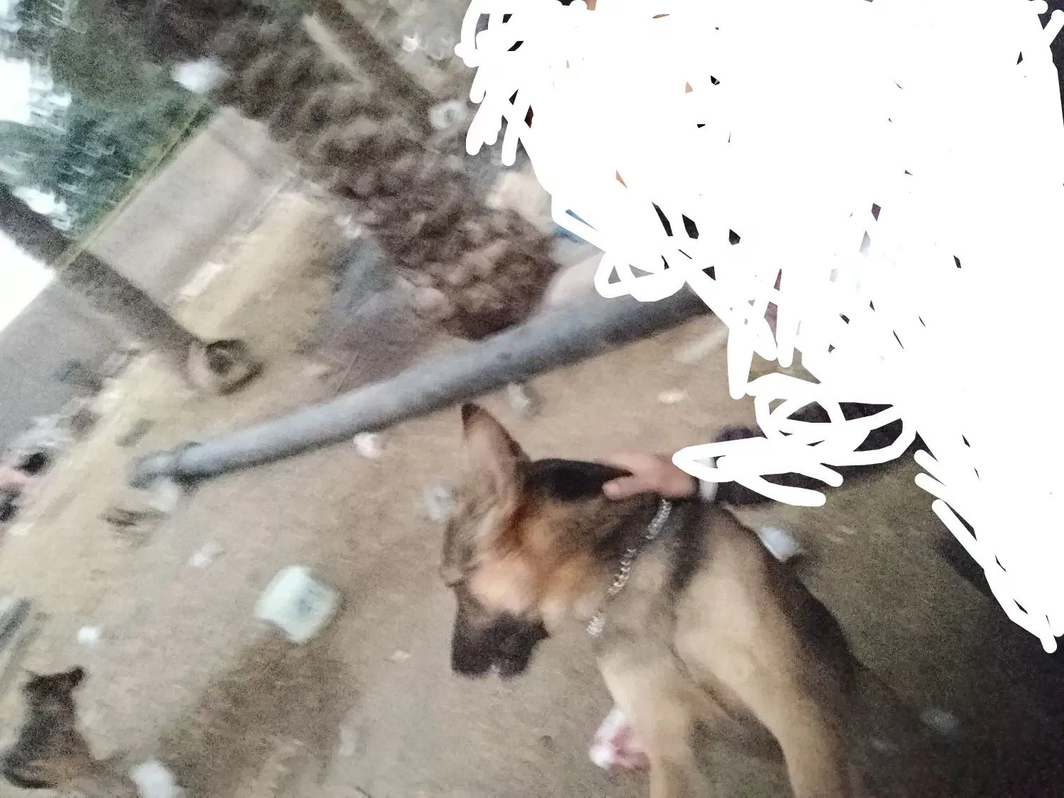 سگ ژرمن|سگ|اهواز, اسماعیلیه|دیوار