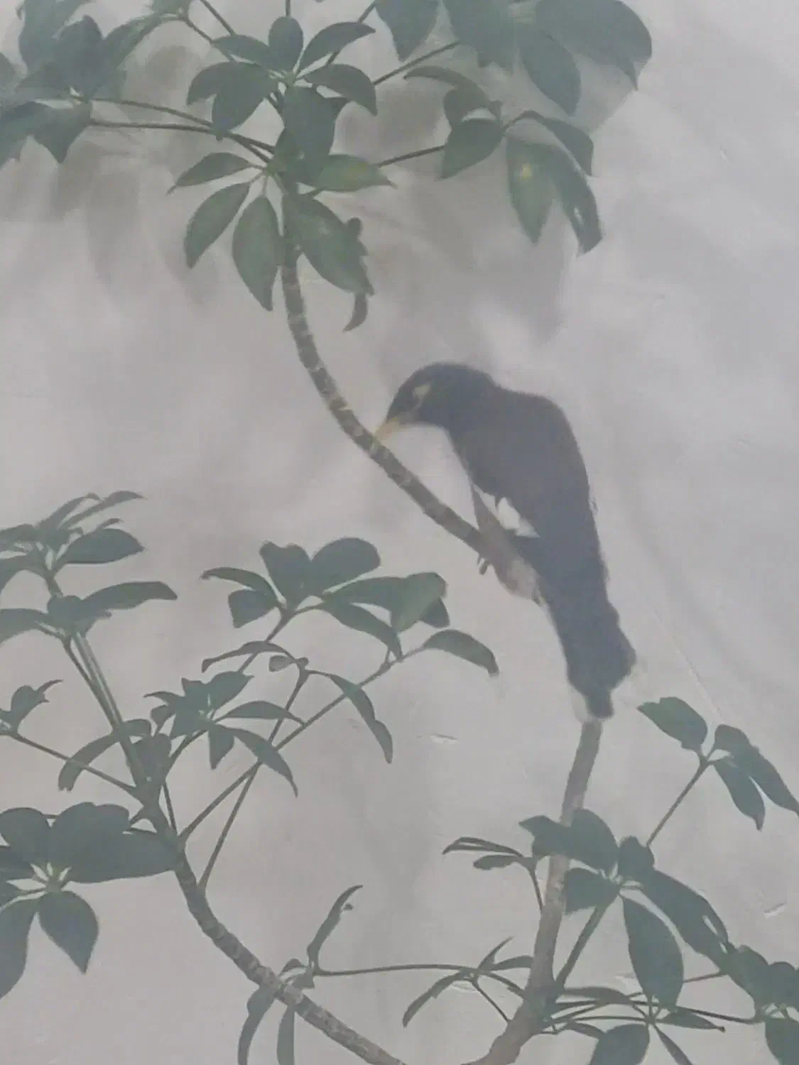 مرغ مینا|پرنده|جیرفت, |دیوار