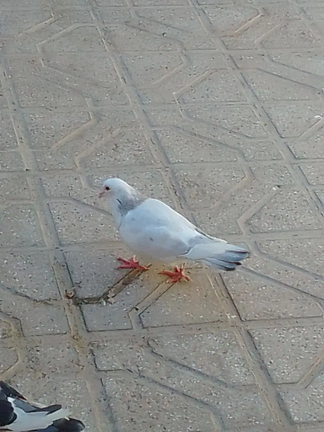 کفتر المانی|پرنده|کاخک, |دیوار