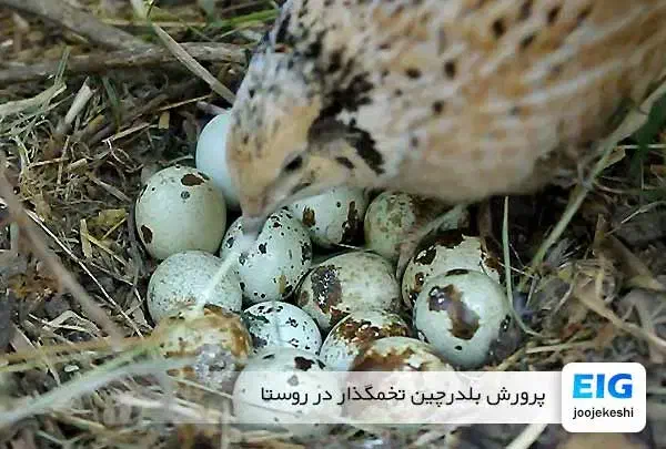 بلدرچین وتخم بلدرچین|حیوانات مزرعه|سیاهکل, |دیوار