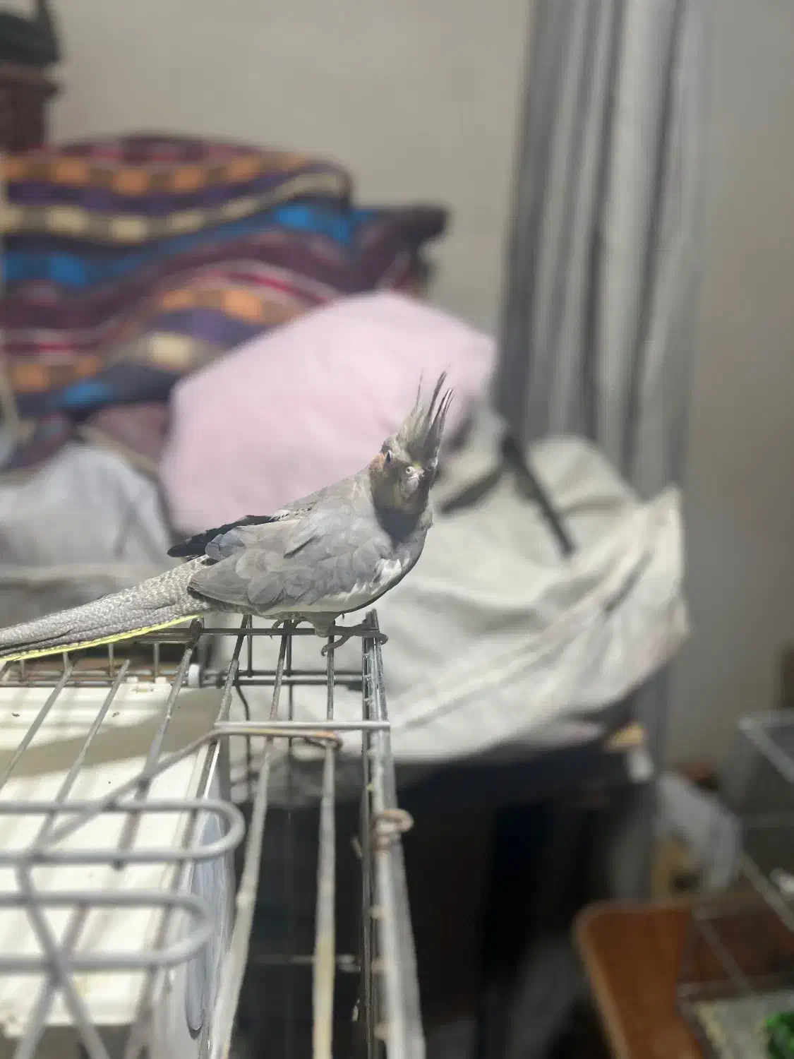 خانواده عروس هلندی|پرنده|کامیاران, |دیوار