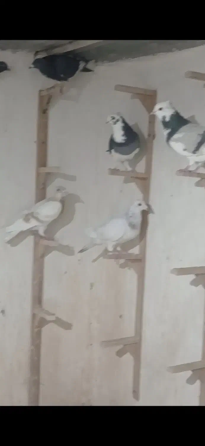 فروش ۲۰تا کفتر جنگنده زرنگ|پرنده|کازرون, |دیوار