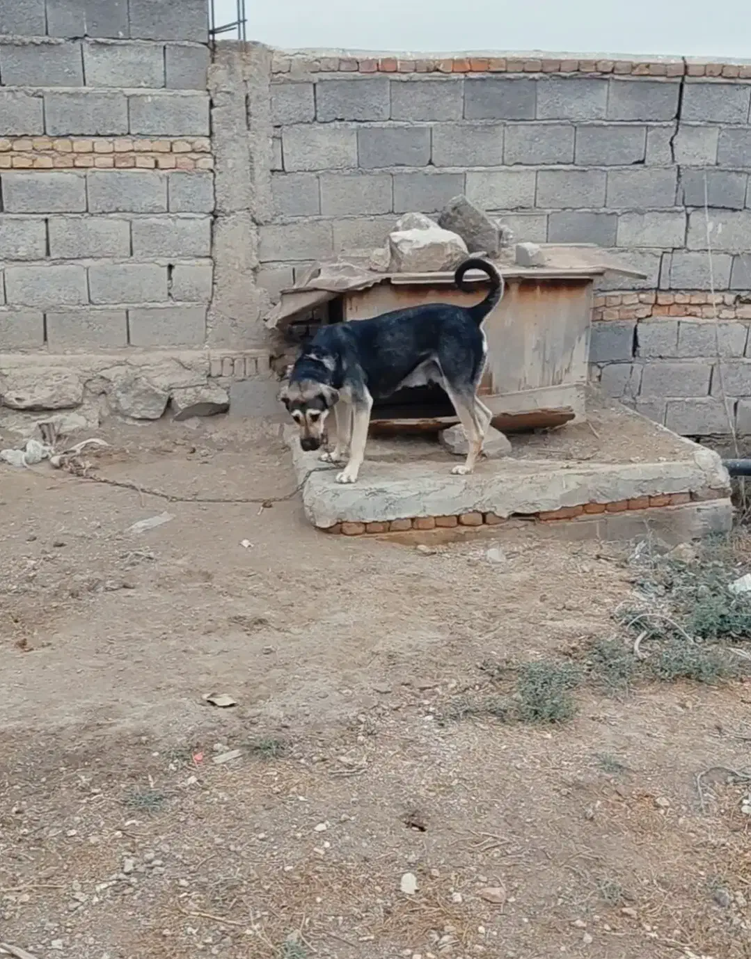 ماده پژدر نصل دار|سگ|نیر (اردبیل), |دیوار