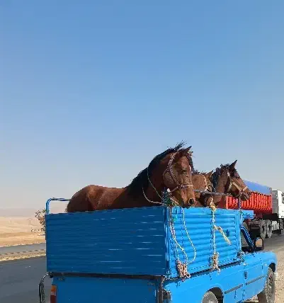 خرید فروش مادیان|اسب و تجهیزات اسب‌سواری|کرمانشاه, |دیوار