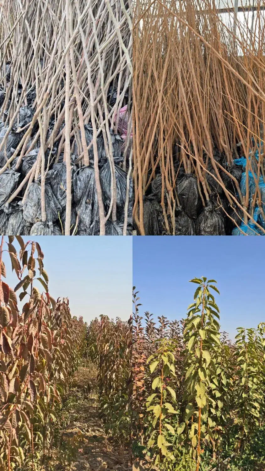 نهال های شناسنامه دار با کیفیت بالا|خدمات باغبانی و درختکاری|گرگان, |دیوار