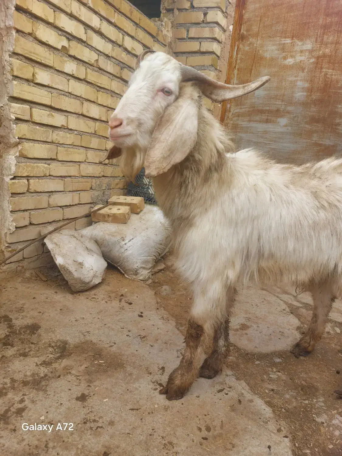 نربزسانن|حیوانات مزرعه|نیشابور, ده حلاج|دیوار