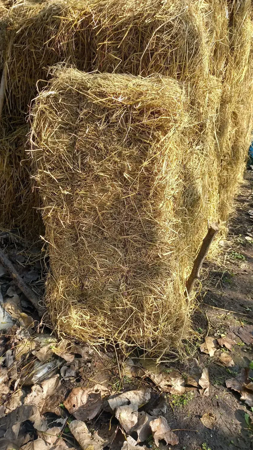 کاه کلش|لوازم جانبی حیوانات|لاهیجان, کوی آزادگان|دیوار