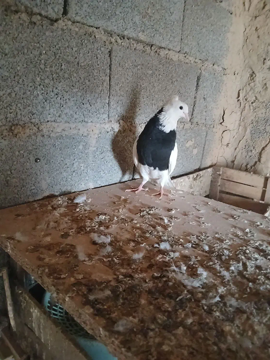 طوق ماده|پرنده|چمران, |دیوار