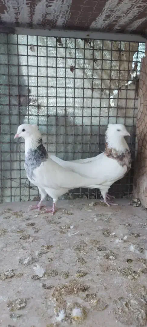 طوقی|پرنده|مبارکه, |دیوار