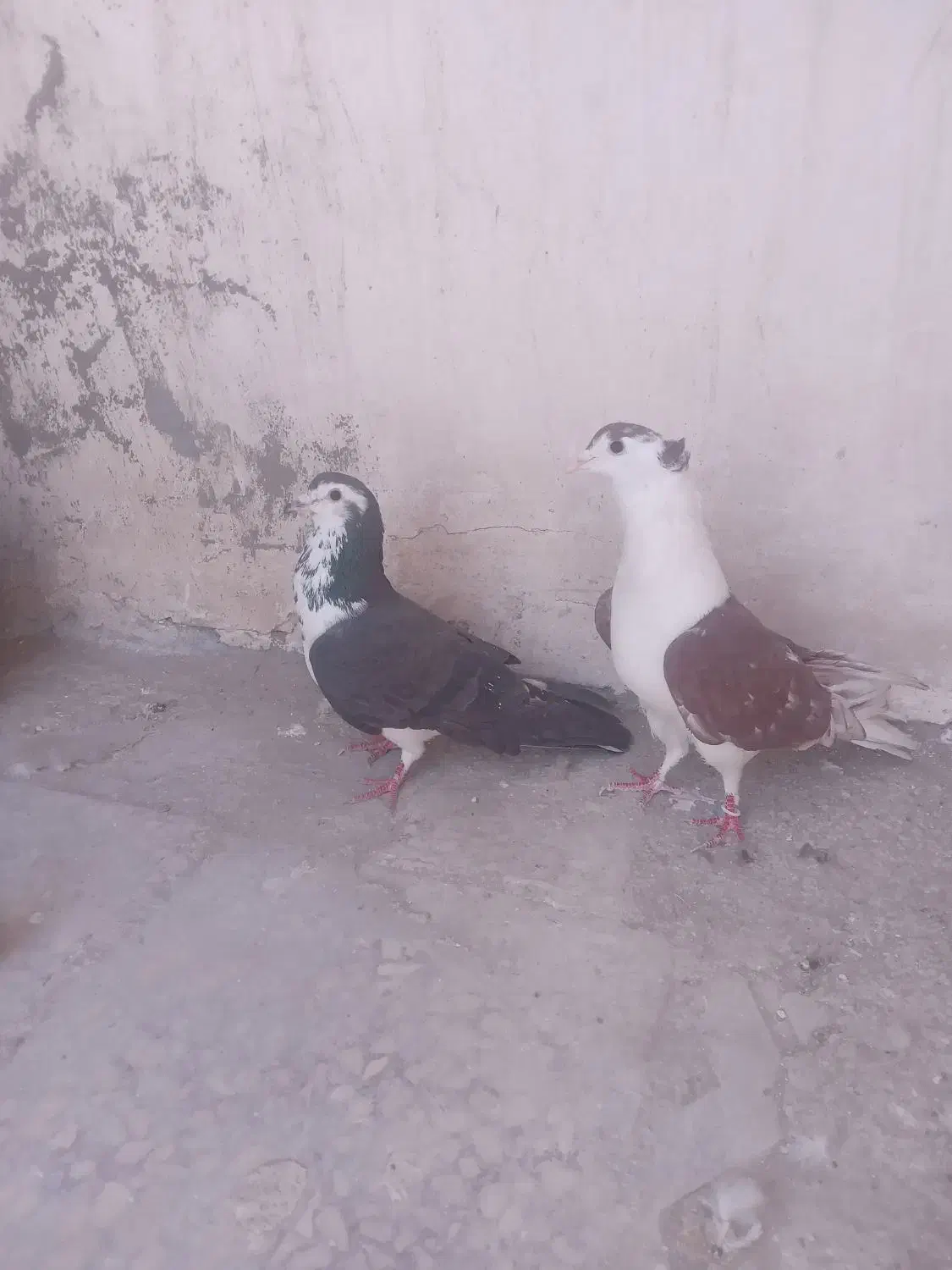 ۲عددپلاس|حیوانات|قم, دروازه ری|دیوار