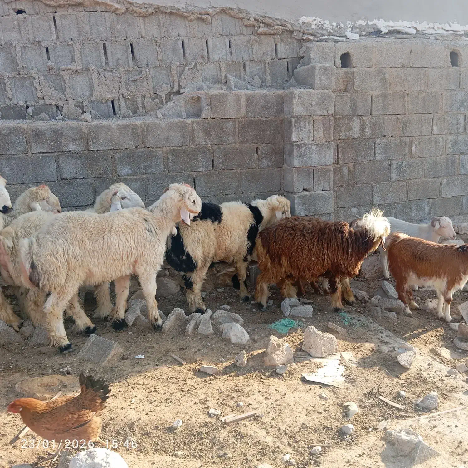 گوشت‌و‌بره‌|حیوانات مزرعه|جم, |دیوار