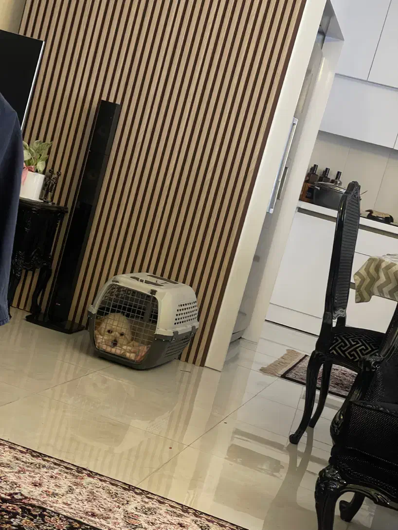 پودل تریر |سگ|قزوین, |دیوار