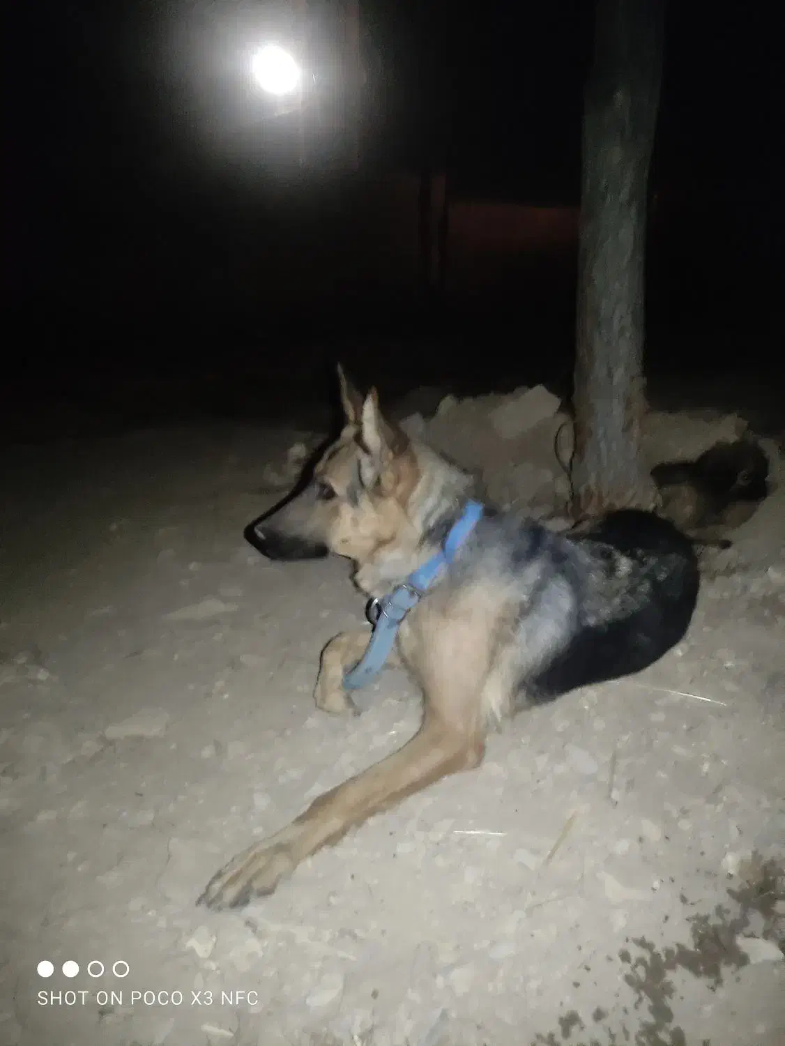 واگذاری سگ ماده ژرمن|سگ|مرودشت, مجد آباد|دیوار