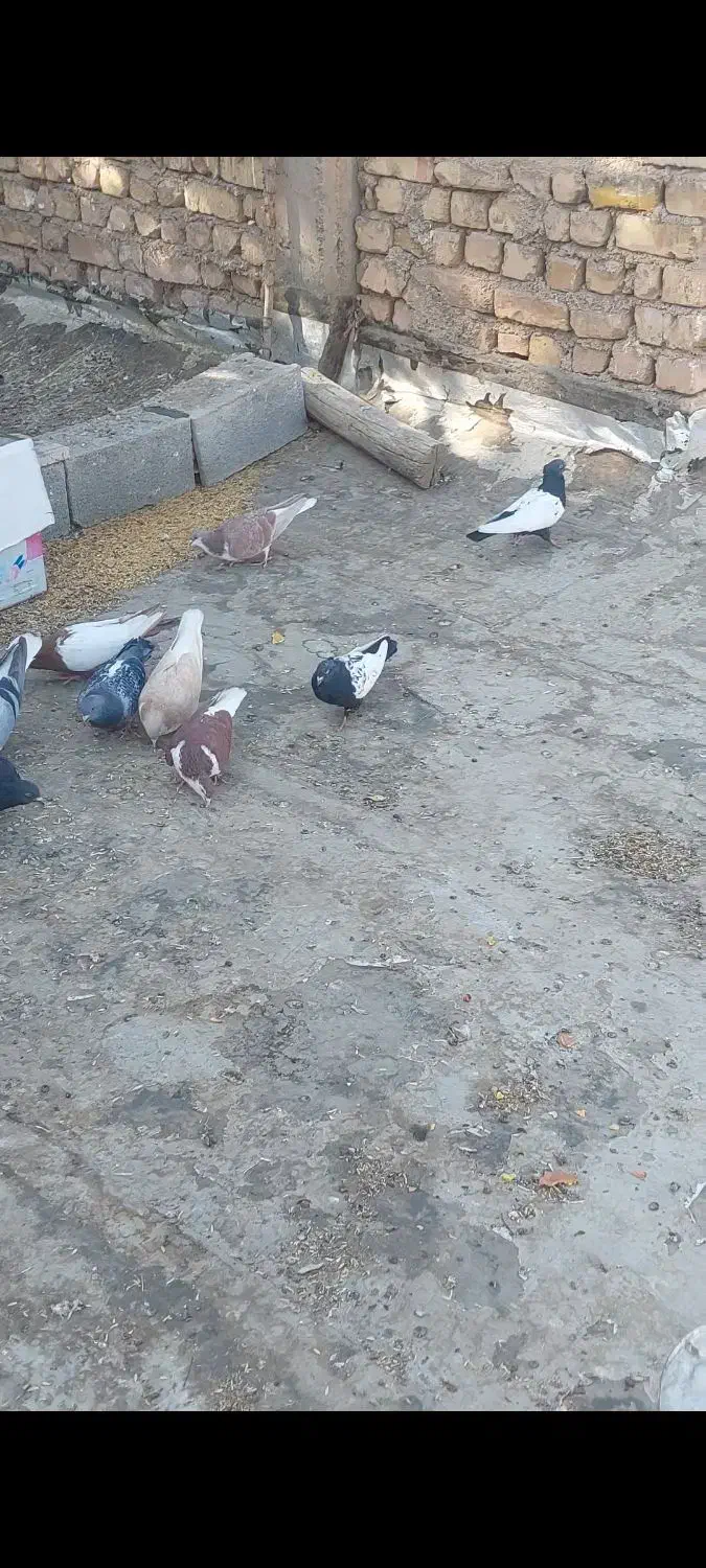 خوشرنگ سینهای پلاکی|پرنده|مبارکه, |دیوار