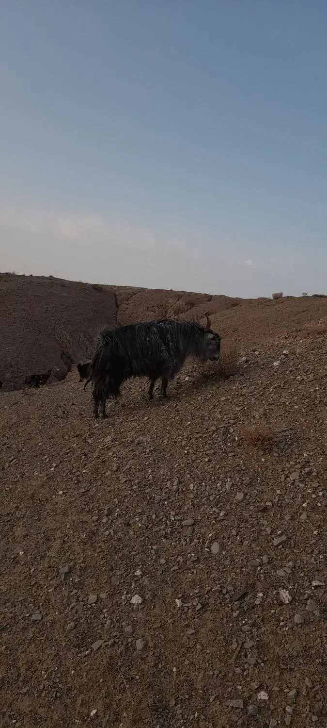 یک عددتکه|حیوانات مزرعه|خوسف, |دیوار