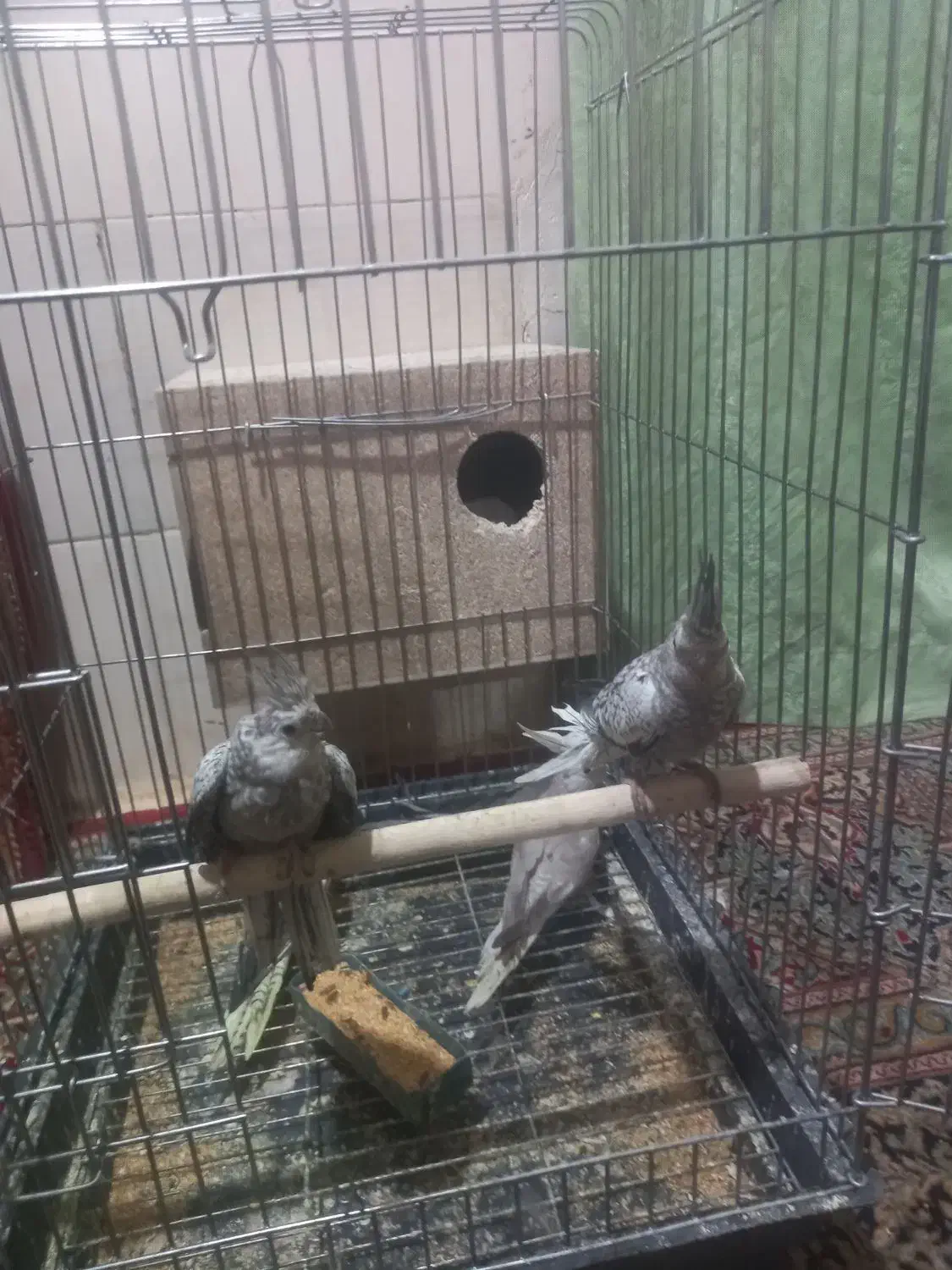 عروس هلندی|پرنده|میبد, |دیوار