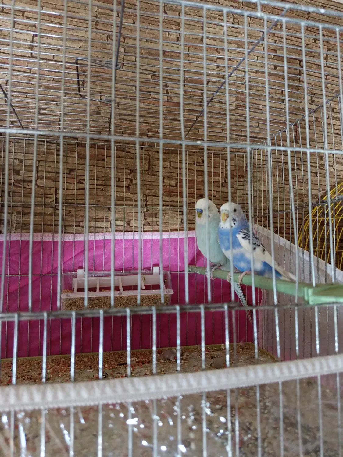 مرغ عشق و فنچ|پرنده|تبریز, |دیوار