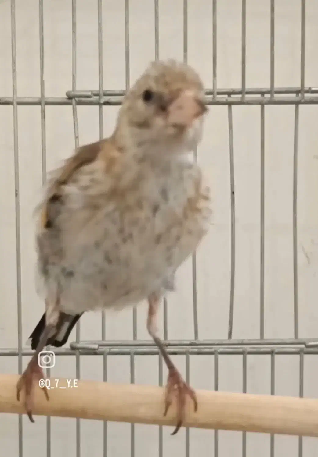 جوجه سره نر|پرنده|خمینیشهر, |دیوار