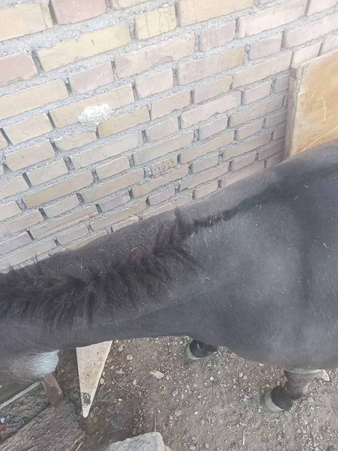 خری جوان وارام|حیوانات مزرعه|مهربان, |دیوار