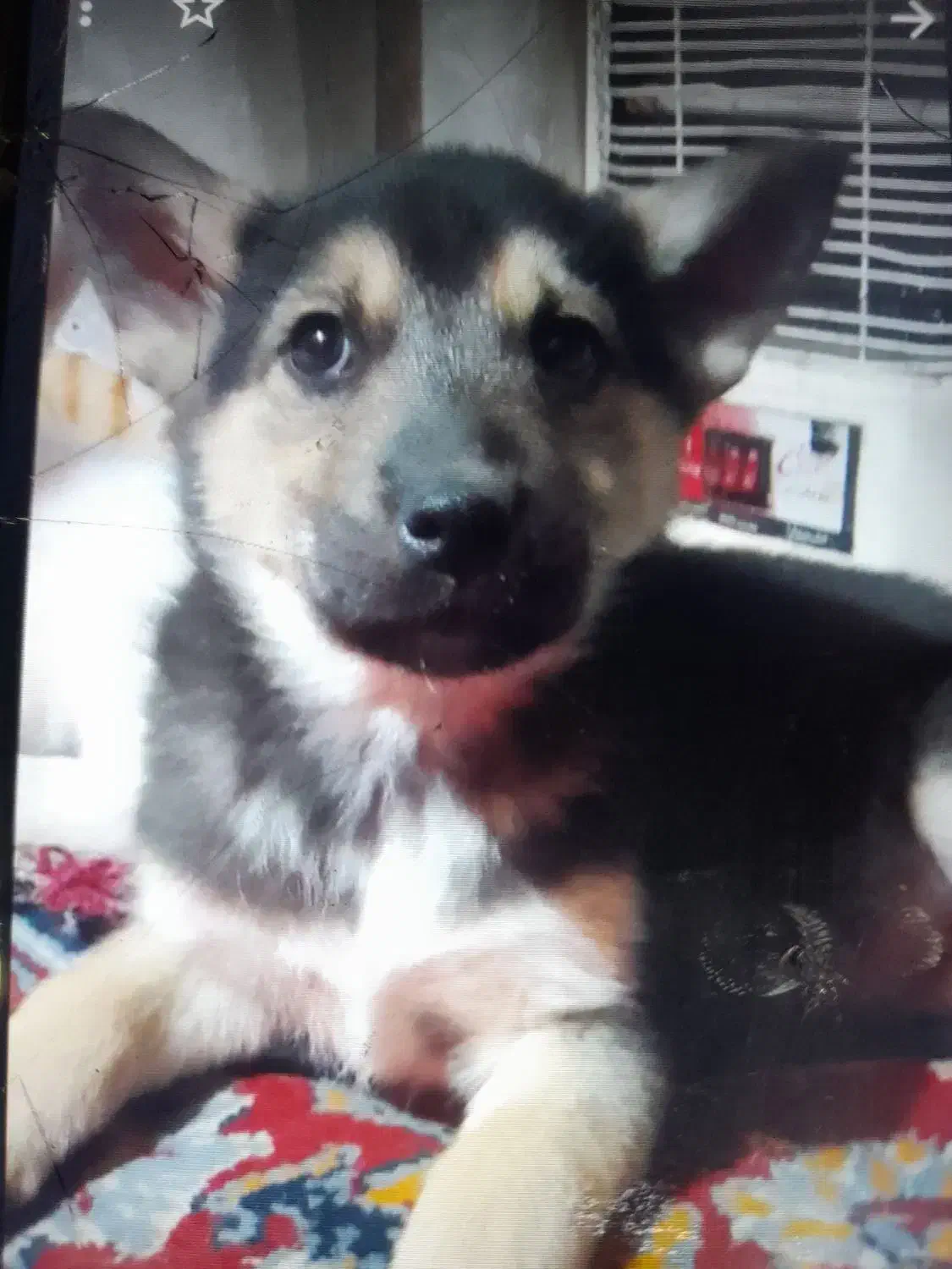 توله سگ|سگ|بندر انزلی, طالب آباد|دیوار