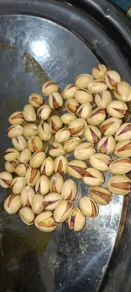 خریدار انواع ارقام پسته|خدمات باغبانی و درختکاری|سروستان, |دیوار