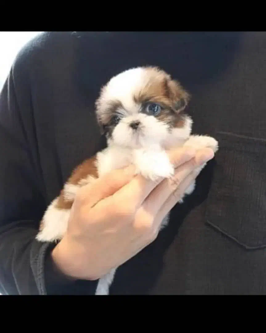 شیتزو توله پامرین عروسکی روباهی|سگ|شیراز, درکی|دیوار