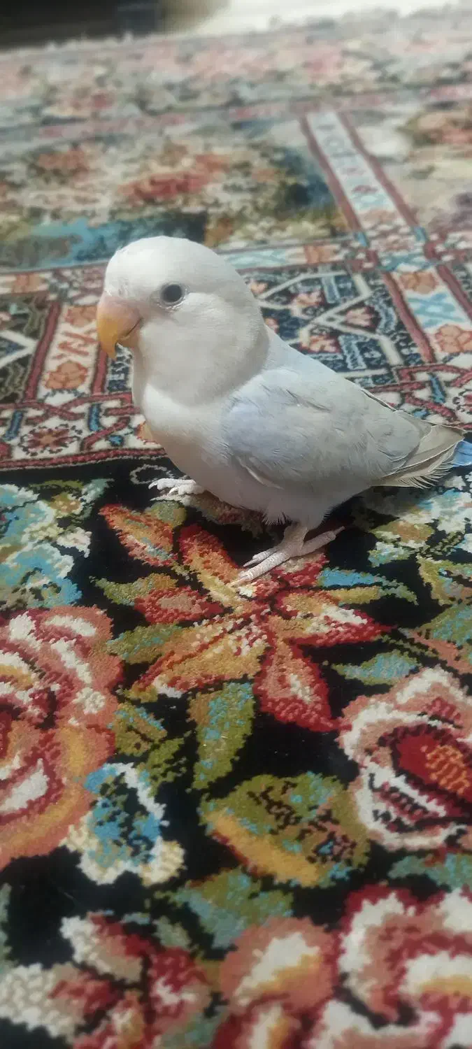 طوطی برزیلی کوتوله رام و دستی حلقه پا زیبا|پرنده|باغستان, |دیوار