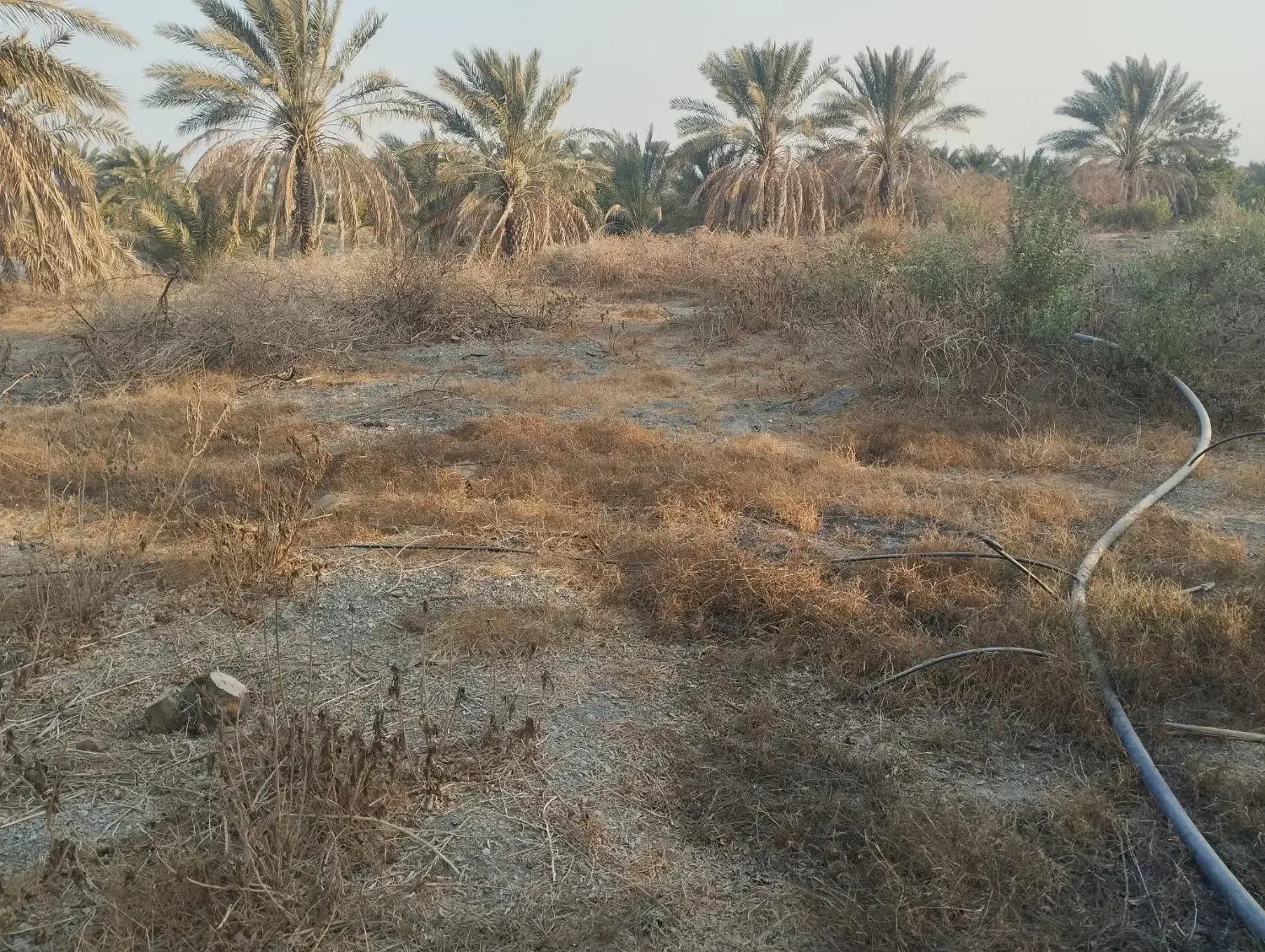 فروش نیم هکتار باغ و زمین کشاورزی رودان برنطین|فروش زمین و ملک کلنگی|رودان, |دیوار