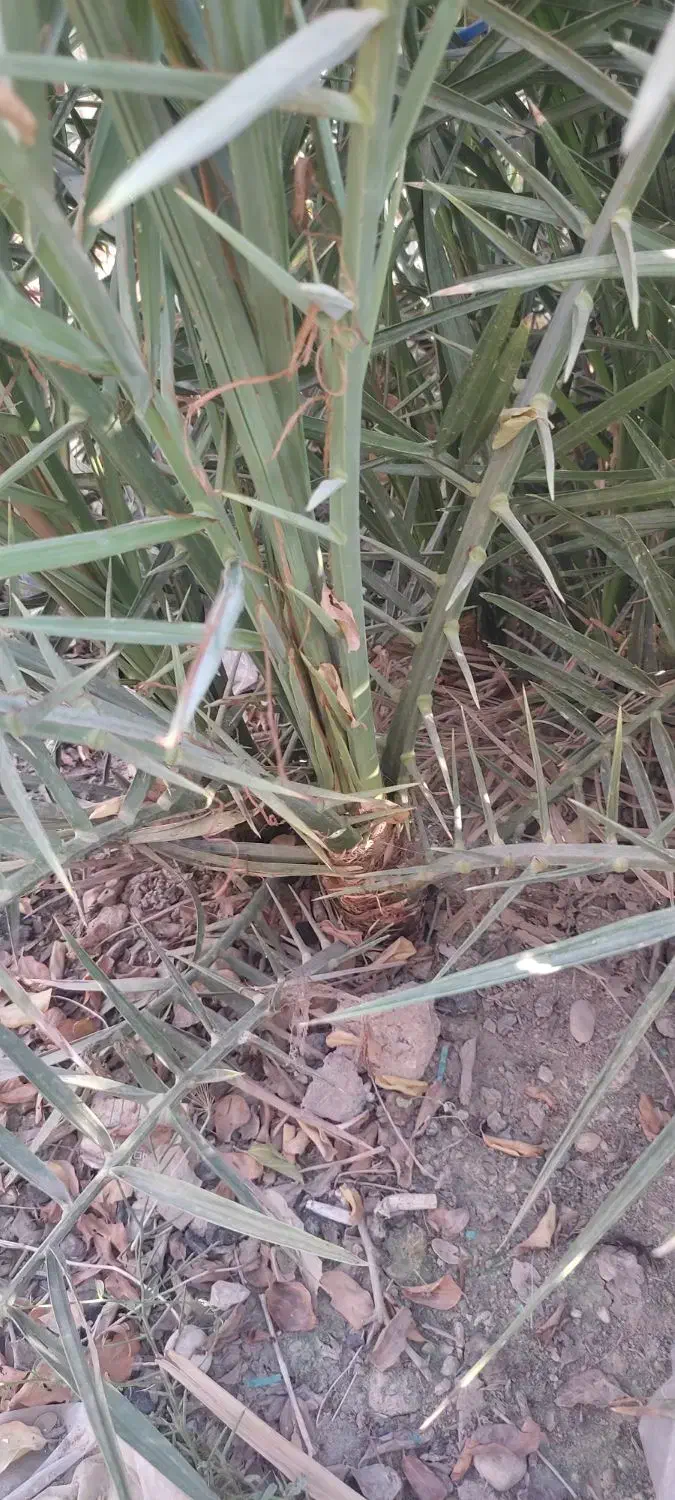 چند عدد نخل|گل و گیاه طبیعی|شوشتر, |دیوار