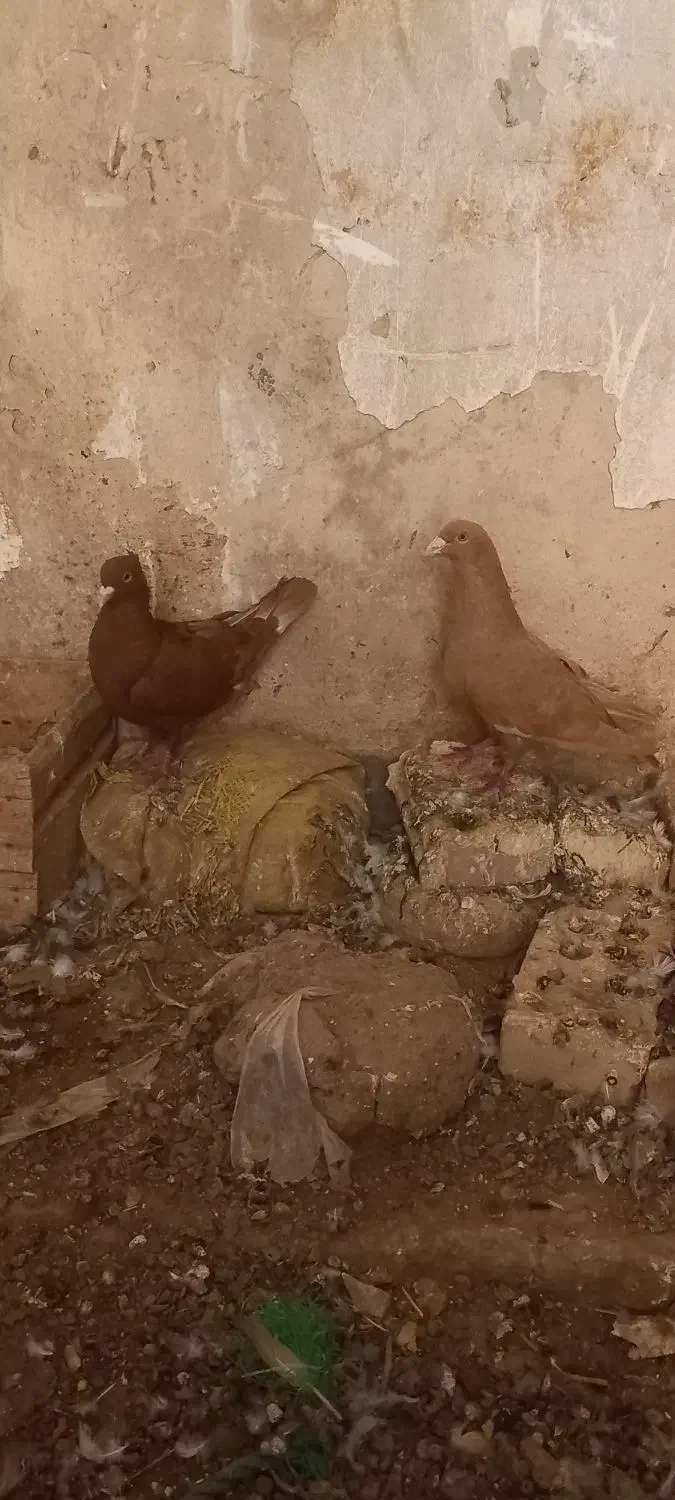 سرخ و زرد گرفتنی|پرنده|شوشتر, |دیوار