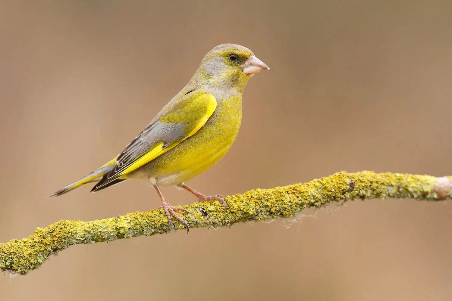 سهره سبز نر|پرنده|ملایر, |دیوار