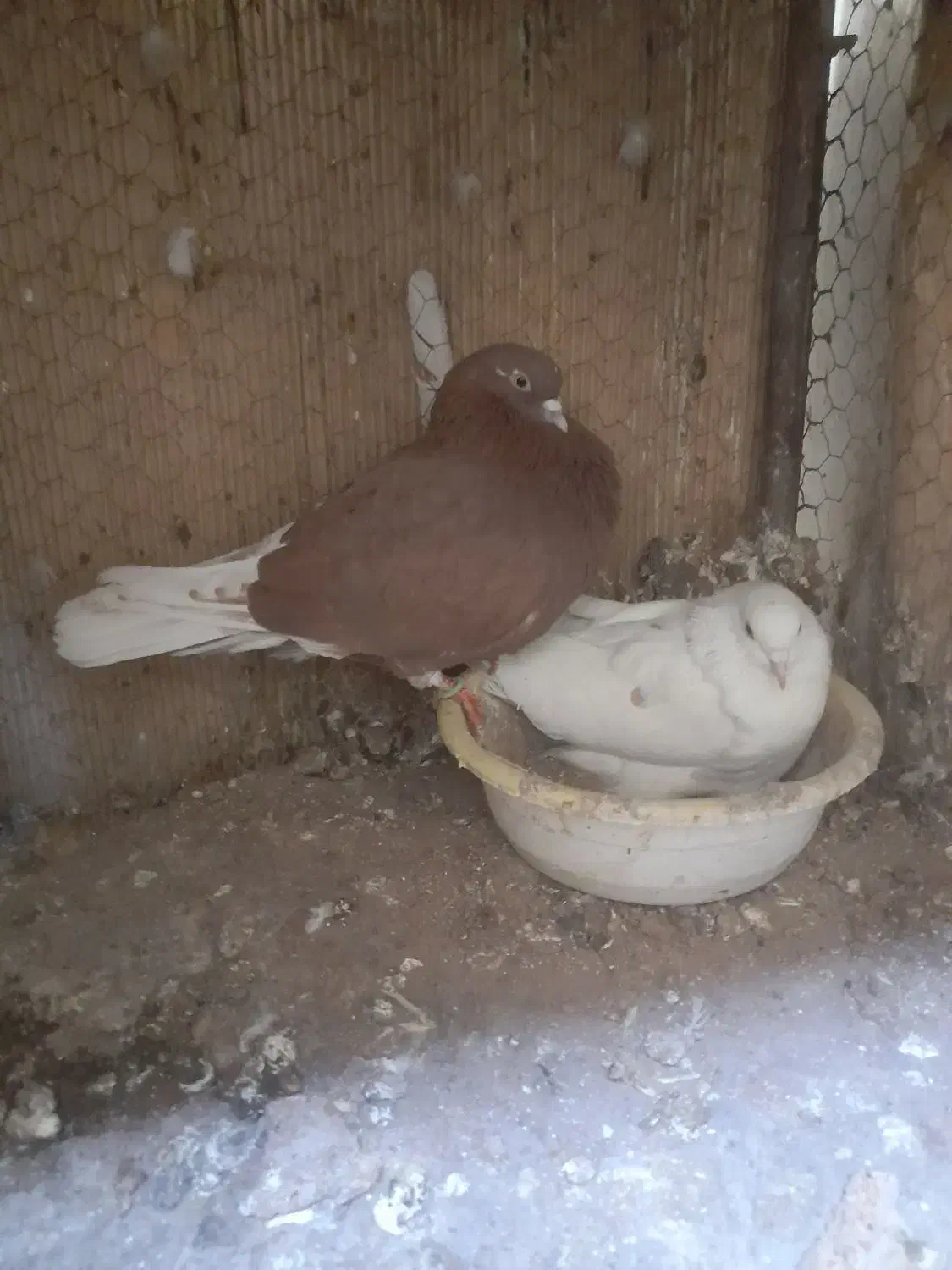 کفتر قرمز|پرنده|آران و بیدگل, |دیوار