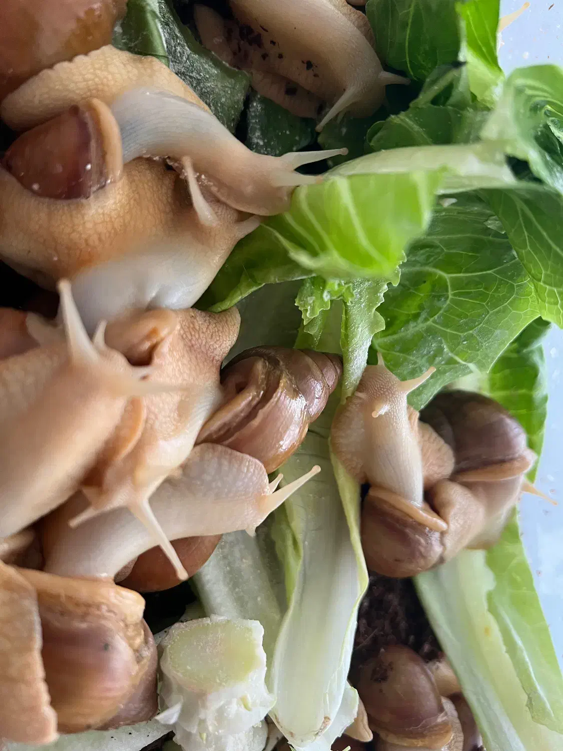 حلزون آچاتینا|خزنده|شیراز, شهرک گلستان|دیوار