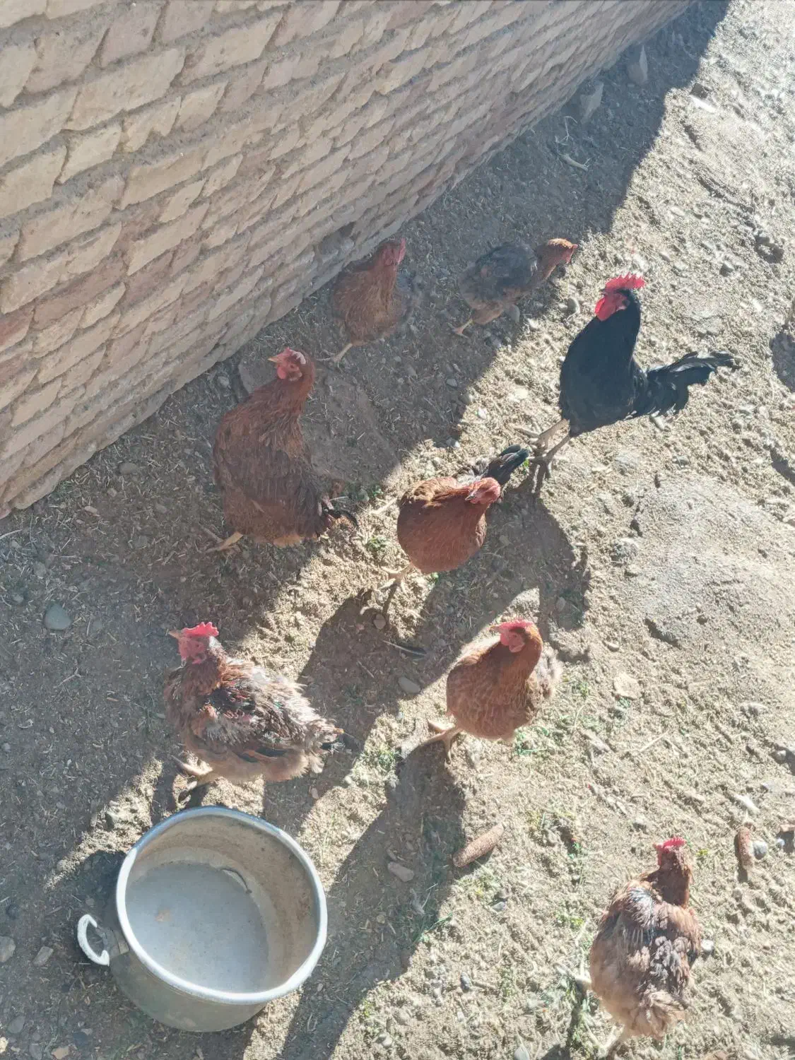 مرغ محلی|حیوانات مزرعه|خمین, |دیوار