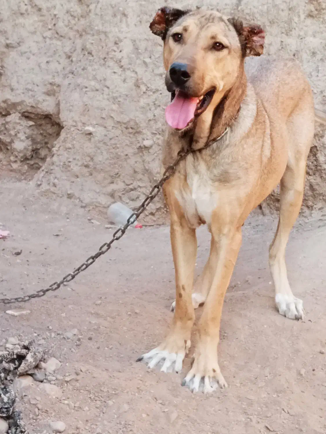 ماده ساری|سگ|ترکمانچای, |دیوار