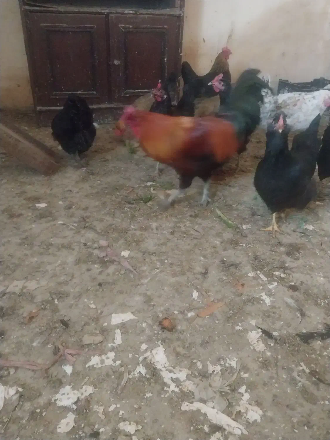 مرغ و خروس محلی|حیوانات مزرعه|شیراز, کوشک میدان|دیوار