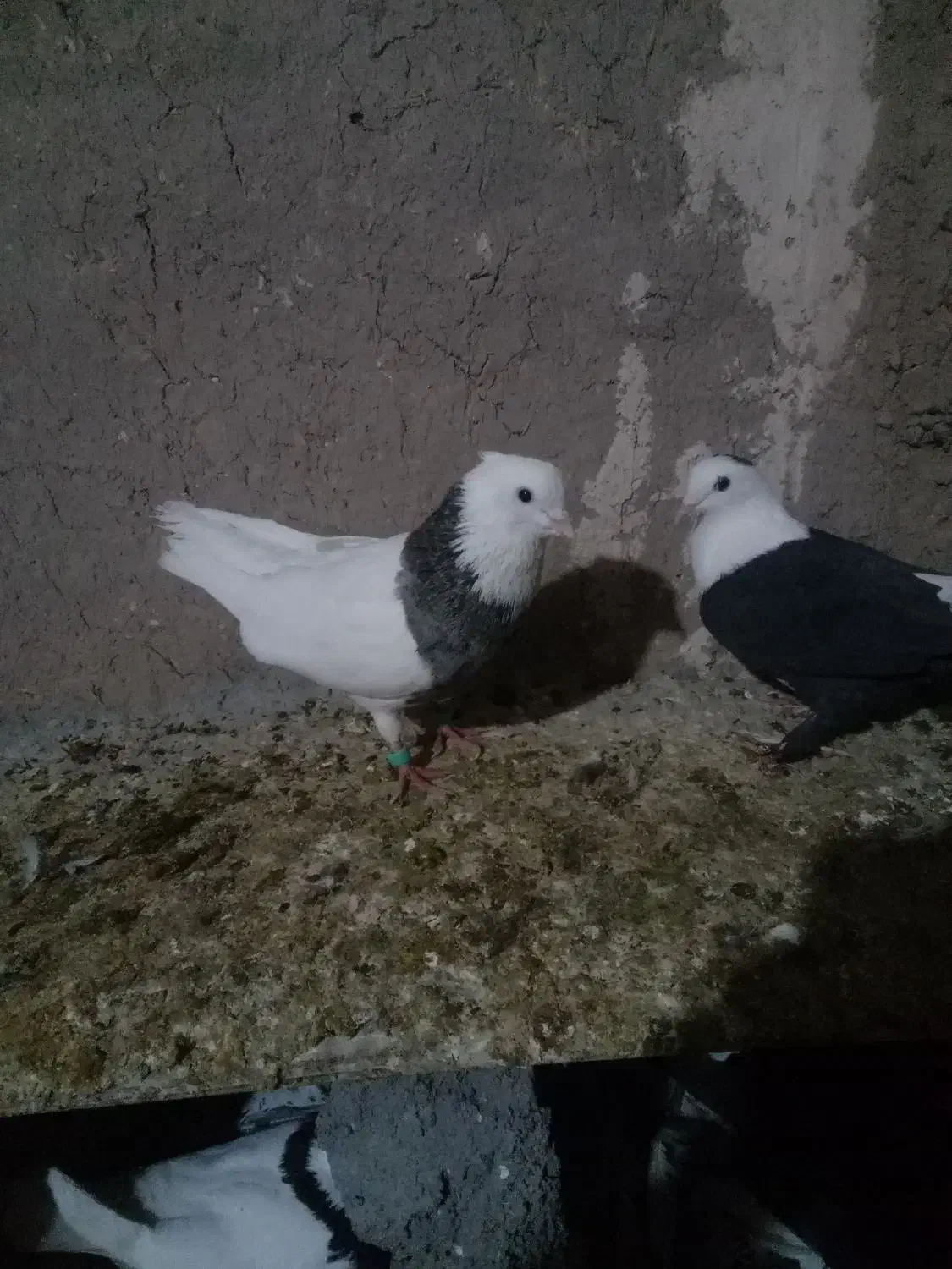 ۳عدد رنگه کربلایی|پرنده|تربت جام, جامرود|دیوار