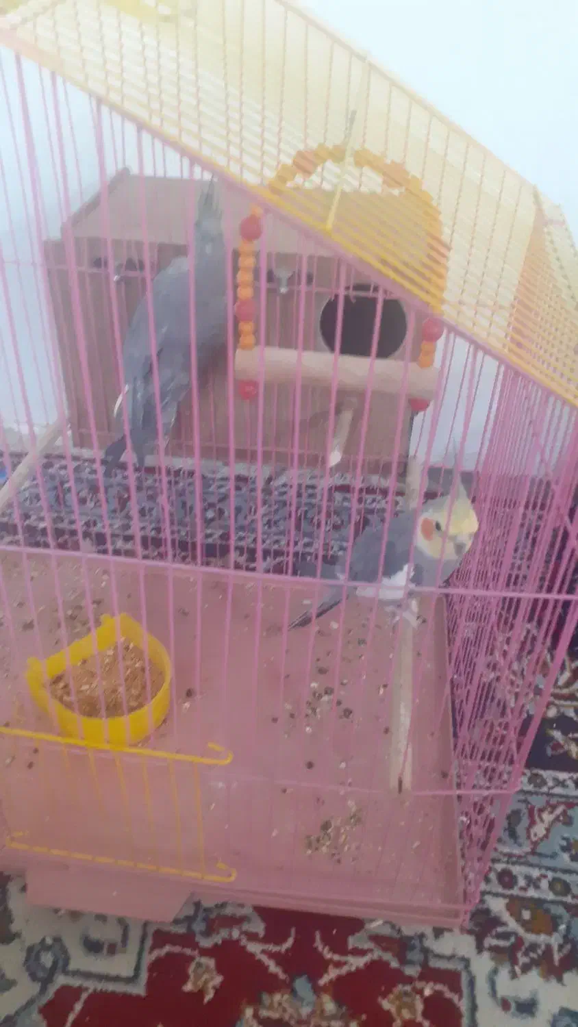 عروس هلندی نروماده مولد|پرنده|گلپایگان, |دیوار